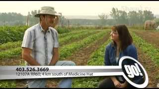 go! on Shaw TV: U-Pick Farming at Slack's Market Garden