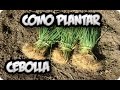 Como Plantar Cebollas || Huerto Ecologico || La Huertina De Toni