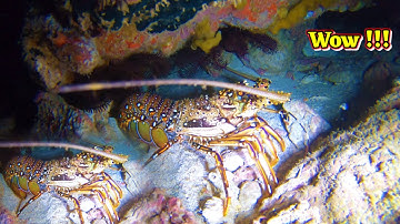 Lặn Biển Trúng Lớn Tôm Hùm, Mực Nang, Cá Mặt Quỷ | Cực Kì Hấp Dẫn (#7)