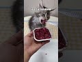 The raw bone and meat lunch box that the kitten loves to eat can be torn open and fed. One