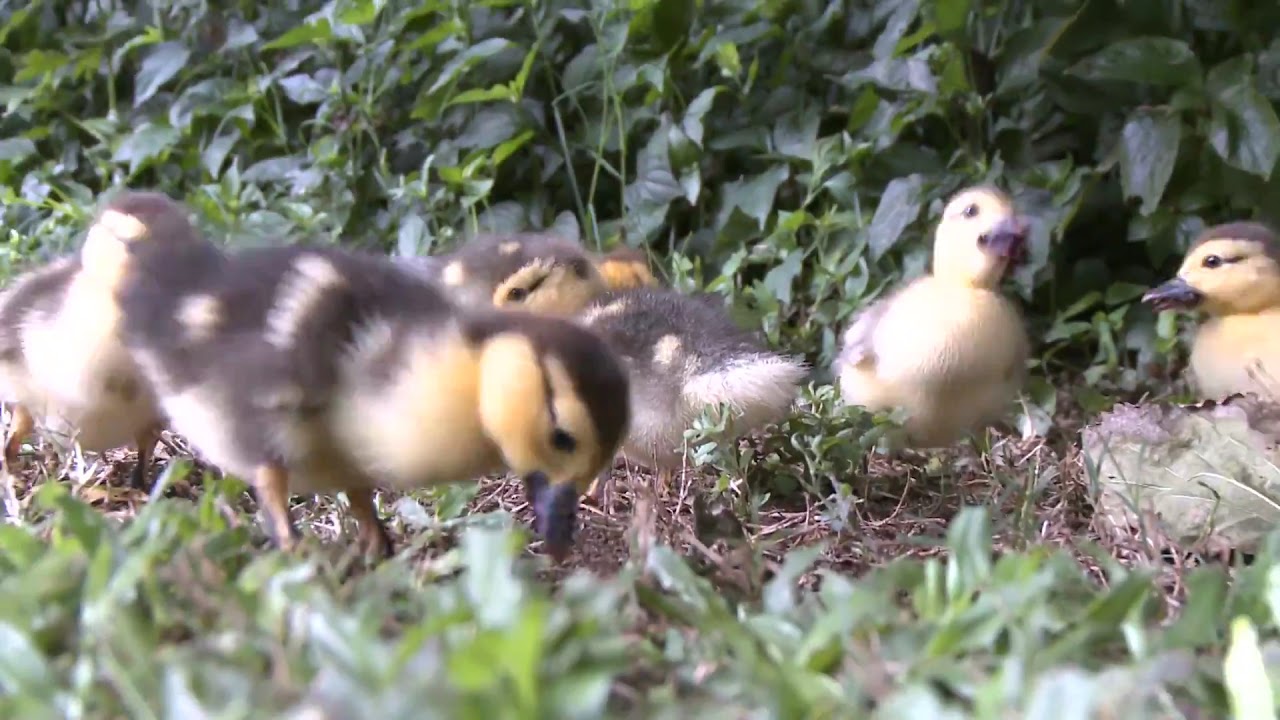 Ducks in a Row Spot - YouTube