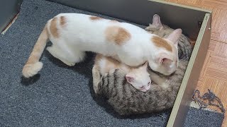 Angry Kitten Said To Big Cat: Stop Sucking My Mother's Nipple by Top Animals TV 481 views 2 months ago 3 minutes, 5 seconds