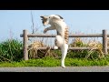 水木一郎/おれはXカイゾーグ【うたスキ動画】
