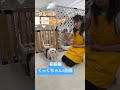 はじめてのクレートトレーニング5回目 #いぬのきもち #ドッグトレーニング #犬 #犬のしつけ #犬のいる暮らし #クレートトレーニング