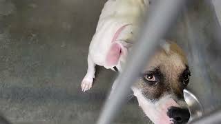 acs A672966