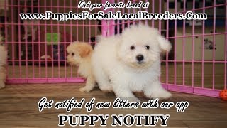 WHITE TOY POODLE PUPPIES FOR SALE, GEORGIA LOCAL BREEDERS, GWINNETT COUNTY, GA