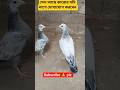 টপ কোয়ালিটির #পাইরা #sorts #tending #vairal #comment #viralshort #pigeon