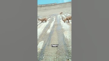 Blue sheep defy the laws of physics#animals #funny #ibex