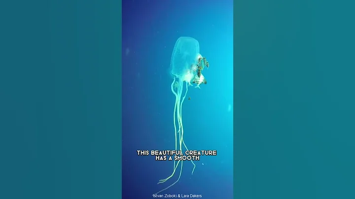 Box Jellyfish 🌊 One Of The Most Dangerous Creatures In The World #shorts #jellyfish #oceancreature - DayDayNews