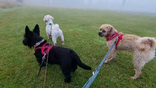 Watch These Terriers Unleash Their Inner Zoomies Thorpeman Dog Walks