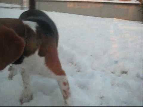 Cally le Beagle , joue dans la Neige