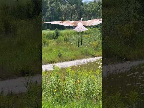 SANDHILL CRANE HUGE