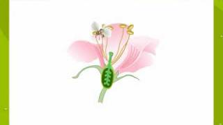 Sexual Reproduction In Plant