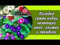 ПОСАДКА СЕМЯН КОБЕИ ЛАЗАЮЩЕЙ, ИПОМЕИ И ГВОЗДИКИ