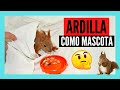 Cosas que DEBES SABER antes de tener una ARDILLA como MASCOTA