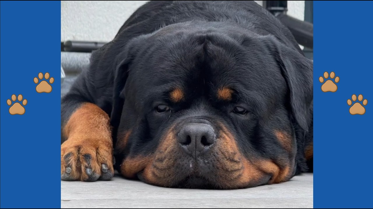 170lb Rottweiler REFUSED to Stop Roaring at 3:42 AM – What Parents ...