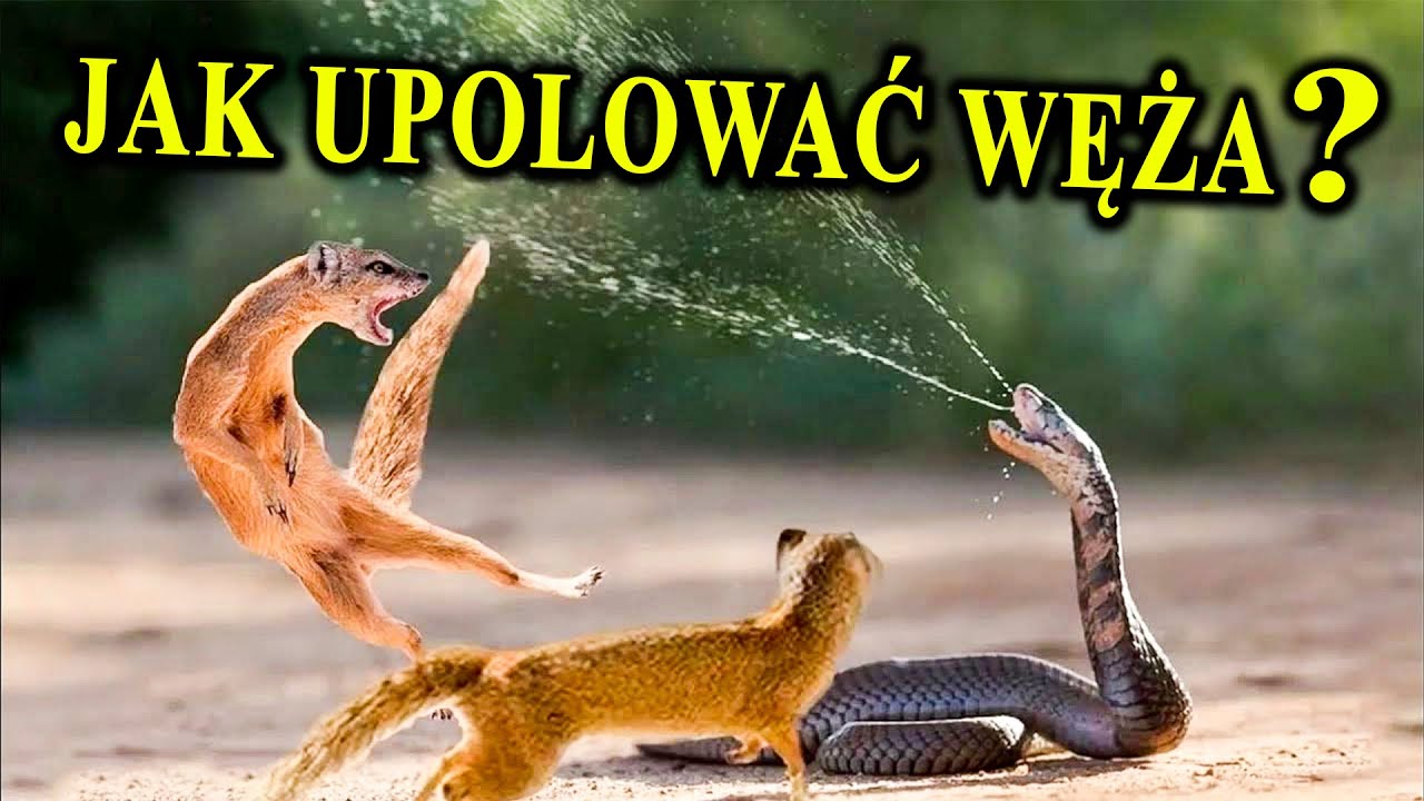 Pogromcy Węży i Skorpionów - MANGUSTY - W Kupie Siła