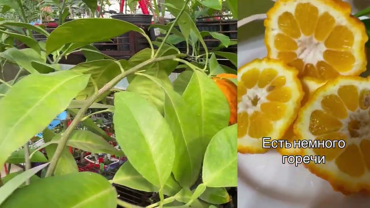 Что у нас живёт🤗Мандарин Миагава Васе,Бигарадия Каникулята,Лиметта Пурша,апельсин Вашингтон Невел