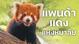 สารคดี 10 นาที - แพนด้าแดงแห่งหิมาลัย