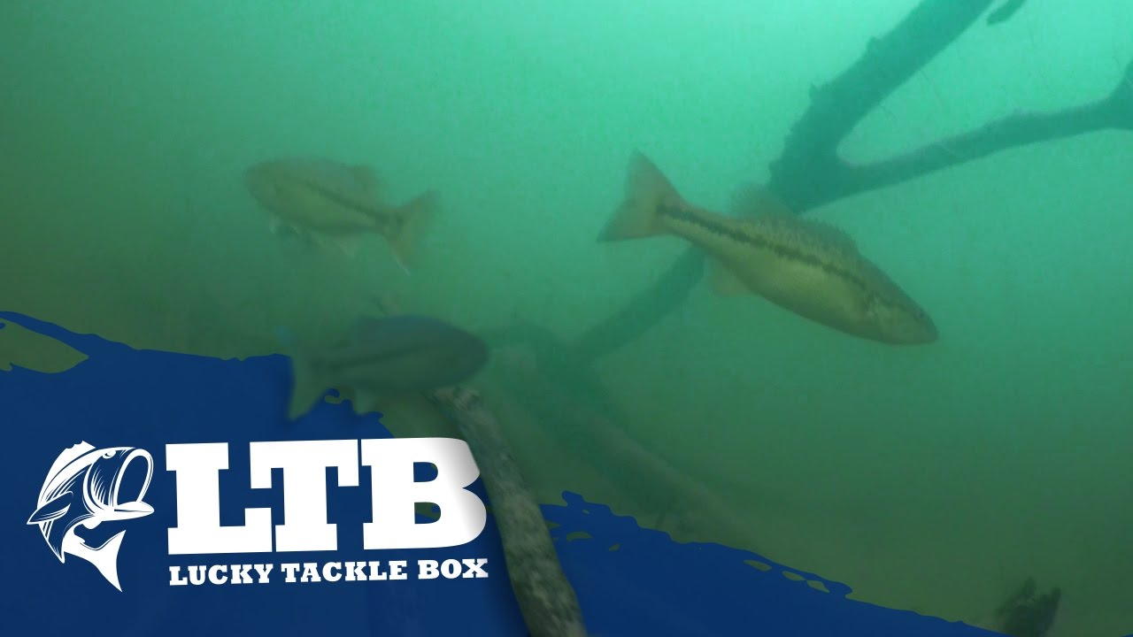 How To Fish A Jig Weedless YouTube