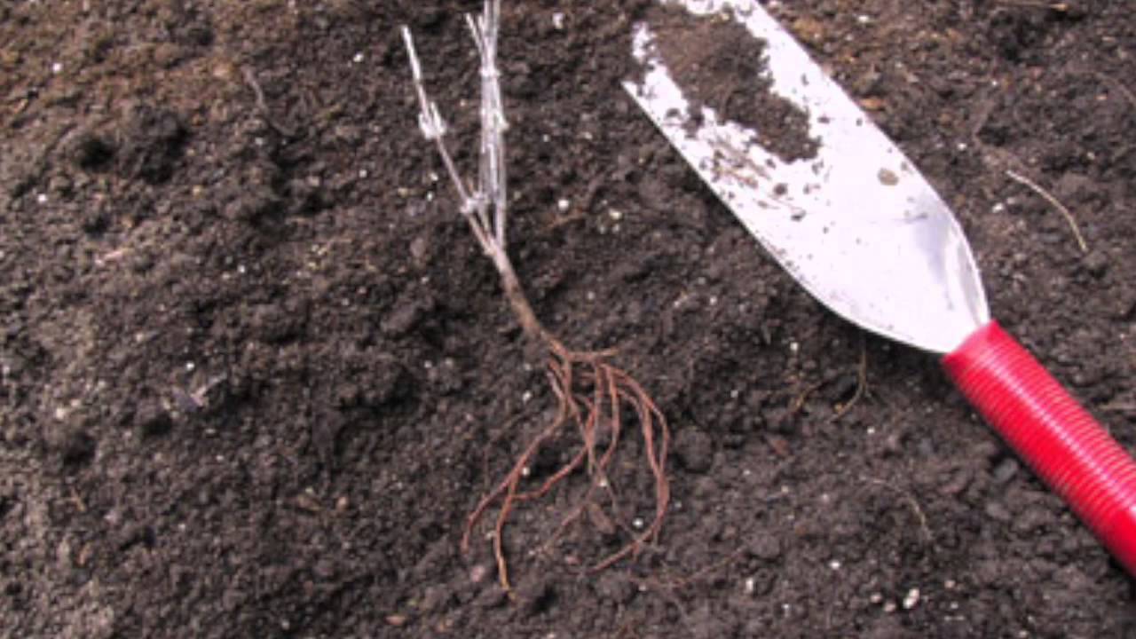 How To Plant Perennials