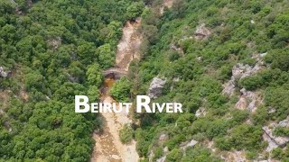 D&AD Impact winner | Bringing the forest back to Beirut