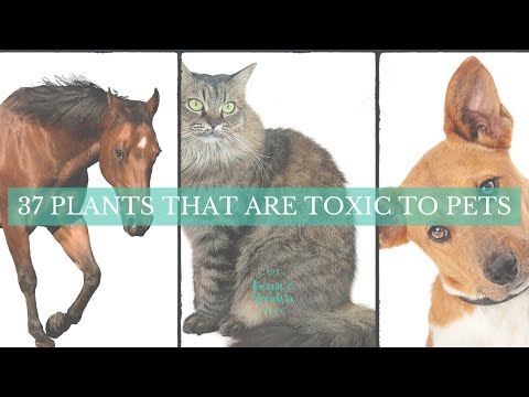 These 37 Plants Are Toxic to Pets (Dogs, Cats, Horses)
