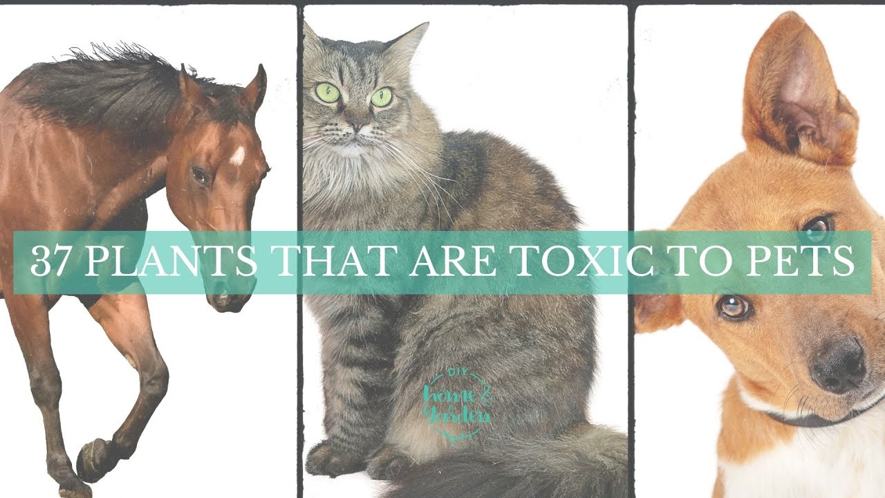 These 37 Plants Are Toxic To Pets (Dogs, Cats, Horses)