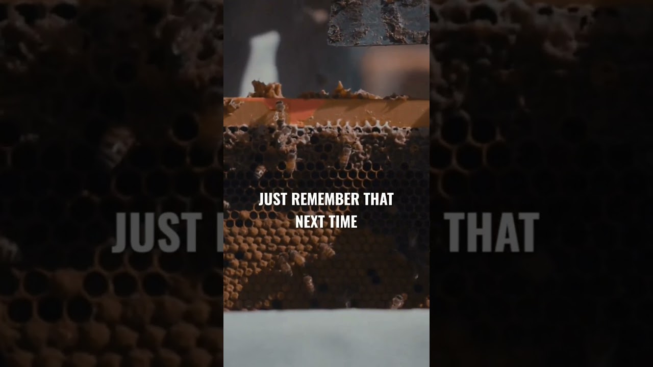 BEES DONT WASTE THEIR TIME.!! 