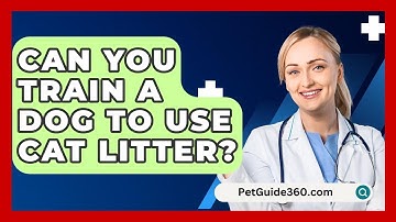 Can You Train A Dog To Use Cat Litter? - PetGuide360.com