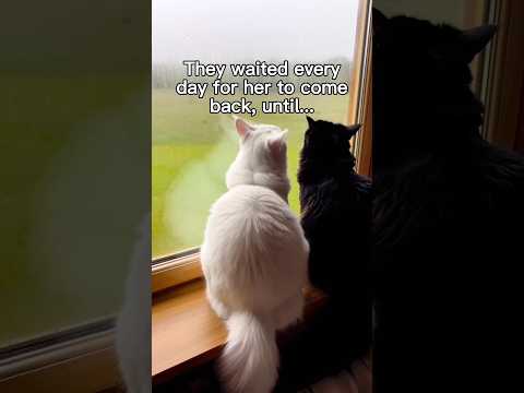 Mike Was A Good Boy 🥺❤️ #wholesome #animals #animal #cat #cats