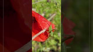 CAVALLETTA VERDE E PAPAVERO SARDO - SHORT | RECORDING MEMORIES