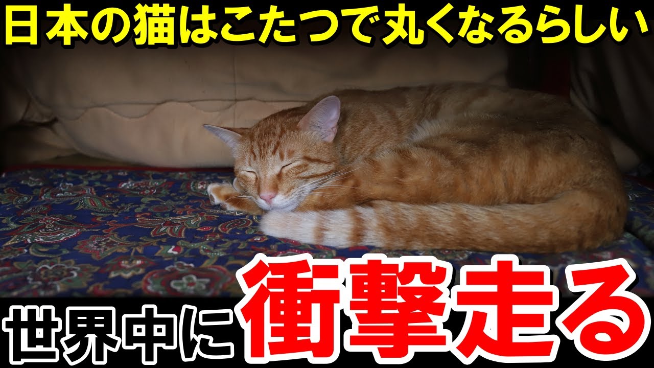 「日本の猫が野生を忘れてるぞ...」こたつで丸くなる猫の姿に世界中で衝撃が走るwww【海外の反応】