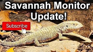 Savannah Monitor Update: Year 1