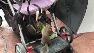 Squirrel Stealing Peanuts at the Magic Kingdom, Walt Disney World 09-04-2017
