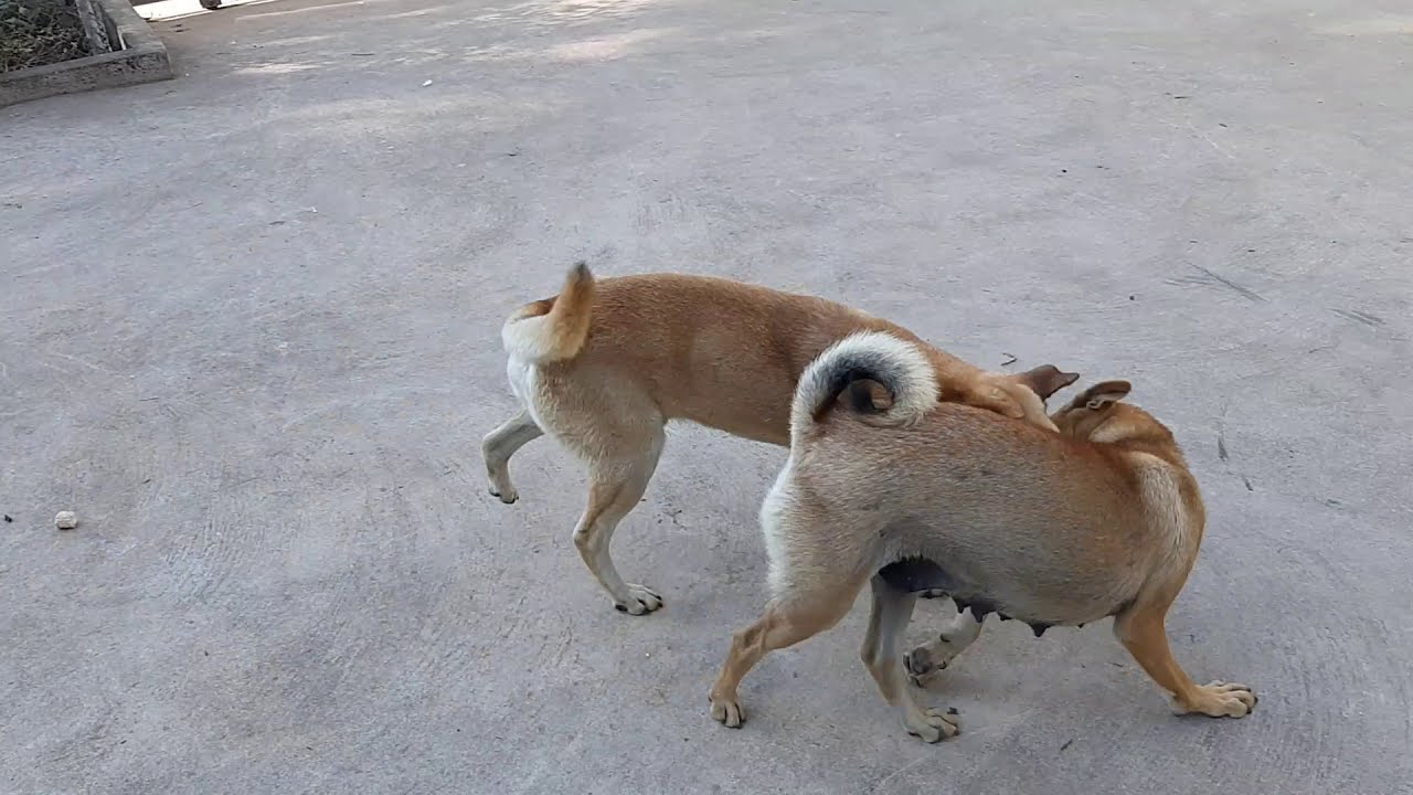 Funny Dog 