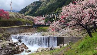 Tsukigawa Onsen Hanamomo no Sato