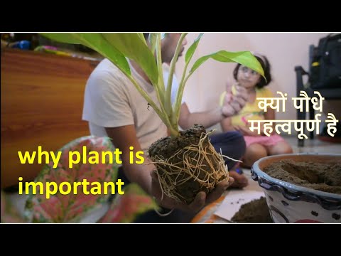 वीडियो: महत्वपूर्ण पौधे क्या हैं?