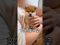 【豆柴の成長】豆柴夫婦の息子 ルーカスです💙 #柴犬 #豆柴 #豆柴の成長