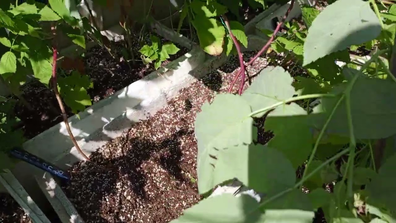 Amaranta  новинка малины