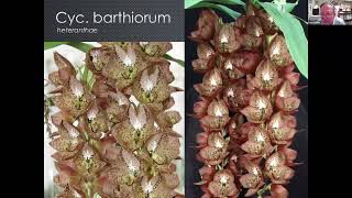 " Cycnoches, Mormodes, Catasetums Recent Trends"  May 2022 screenshot 5