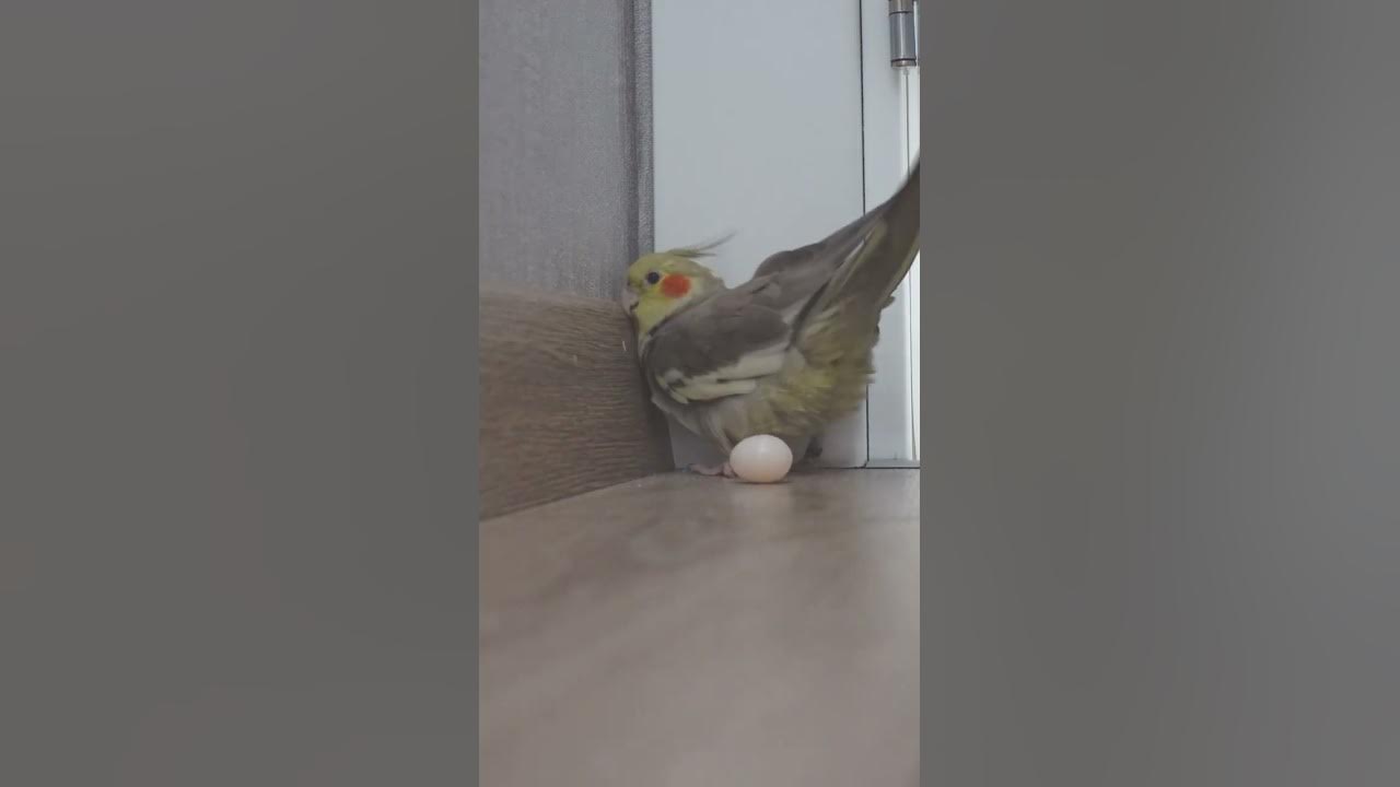 Why Does My Cockatiel Keep Laying Eggs