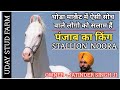 पंजाब का किंग Stallion Noora -Uday Stud Farm Bakarpur (Punjab)