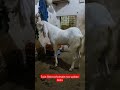 Sojat Bakra wholesale new update Delhi8791134959#viral