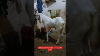 Sojat Bakra wholesale new update Delhi8791134959#viral