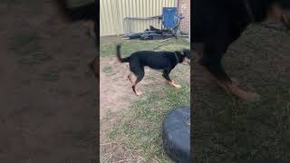 Ray Loves This Song dog kelpie funny viral fyp