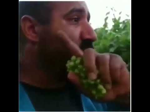 رياكشن مضغ