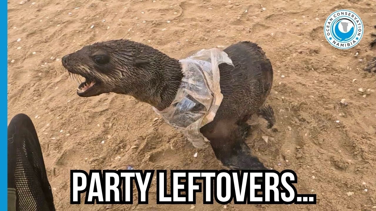 Пластик с вечеринки на яхте? Этот тюлень чуть не поплатился за это