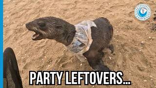 Plastico de uma festa em um iate Esta foca quase pagou o preco