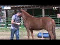 TV UC - Quando o cavalo perde uma ferradura só